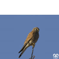 گونه دلیجه Common Kestrel